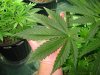 rydub-albums-wonder-woman-ppp-grow-picture88366-huge-wonder-woman-9-leaf.jpg