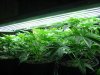 rydub-albums-wonder-woman-ppp-grow-picture88372-6-plants-garden.jpg