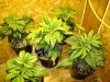 HoLE's NL times Skunk Garage Grow 036.jpg