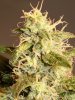 Auto Flower 013.jpg