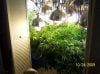 2009 Grow 005.jpg