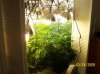 2009 Grow 006.jpg