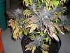 indoor grow weed 003.jpg