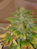 skunk #1 10 wks_4.jpg