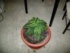 HoLE's NL times Skunk Garage Grow 040.jpg