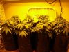 hwy420-albums-g-room-picture88592-vegging-clones-10-22-09.jpg