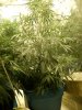 day 79 flowering day 13 (6).jpg