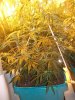 day 79 flowering day 13 (7).jpg