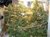 one packed grow area.jpg