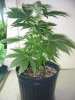 rydub-albums-wonder-woman-ppp-grow-picture89478-wonder-woman-side-veiw.jpg