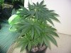 rydub-albums-wonder-woman-ppp-grow-picture89477-wonder-woman.jpg