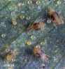 spidermites_i.jpg