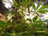 2009 Grow 003.jpg