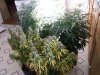 Grow Closet 022.jpg