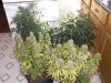 Grow Closet 031.jpg