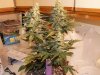 Auto Flower 014.jpg