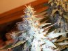 Auto Flower 016.jpg