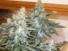 Auto Flower 021.jpg