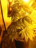 rydub-albums-wonder-woman-ppp-grow-picture90323-wonder-woman.jpg