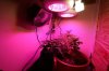 led-grow.jpg