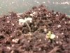 Day2 Sprouts2.4.jpg