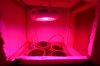 LED veg-room.jpg