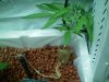 02Weeks.Transplanting 002.jpg