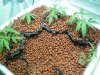 02Weeks.Transplanting 003.jpg