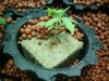 02Weeks.Transplanting 008.jpg