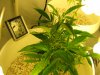 white widow 004.jpg