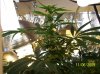 2009 Grow 003.jpg