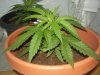 3an a half week from seed 6nov09 1.jpg