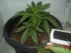 3an a half week from seed 6nov09 2.jpg