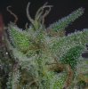 PurpleKushFlower5a.jpg