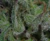 PurpleKushFlower5b.jpg