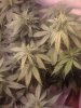 black-jack-1-week-flower.jpg