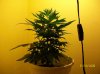 grow pictures 007.jpg