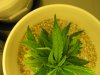 grow room 003.jpg