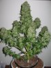 dopewear-albums-new-cab-grow-picture85626-wonder-woman-feminised-nirvana-seeds.jpg