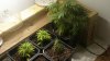 nov 12 grow 046.jpg