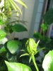 Aphids like Hibiscus (2).JPG