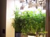 2009 Grow 005.jpg