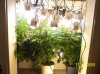 2009 Grow 007.jpg