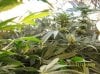 2009 Grow 003.jpg