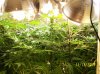 2009 Grow 008.jpg