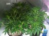 1 week & 1 day flowering 001 700x524.jpg