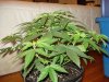 day 31 of flowering 005.jpg