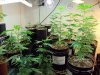 6-4-SchoolPot-GrowRoom.jpg