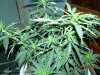 Pineapple Express Fem 5.5 Weeks Old 001.jpg