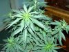 Pineapple Express Fem 5.5 Weeks Old 002.jpg